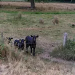 In Limburg Near Designer Outlet *