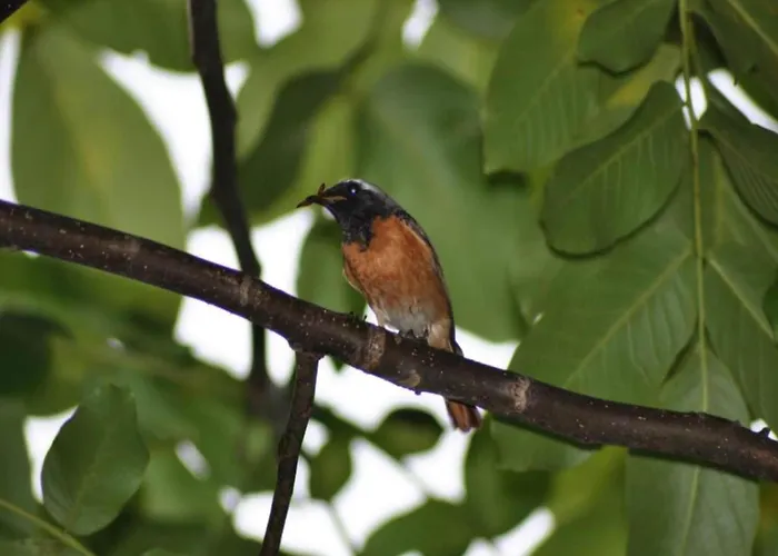 In Limburg Near Designer Outlet